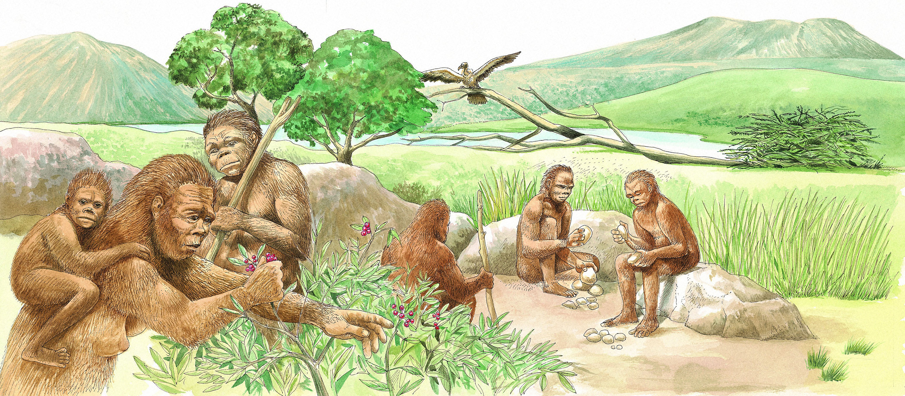 Illustration of Homo habilis men chipping at rocks and a woman with her child gathering berries.