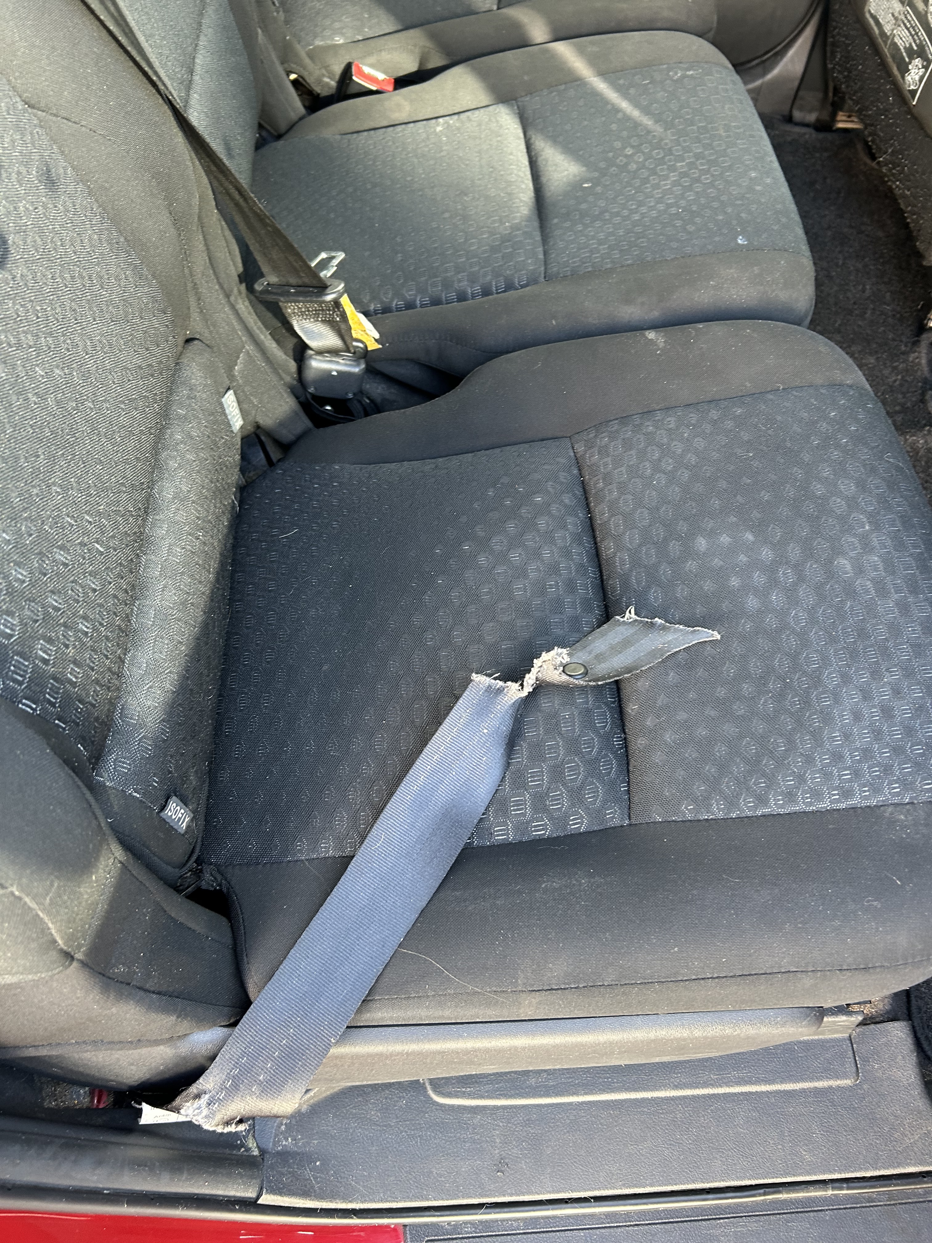 A car seatbelt damaged by foxes.