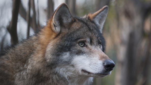 975097622 European Gray Wolf, Canis lupus lupus