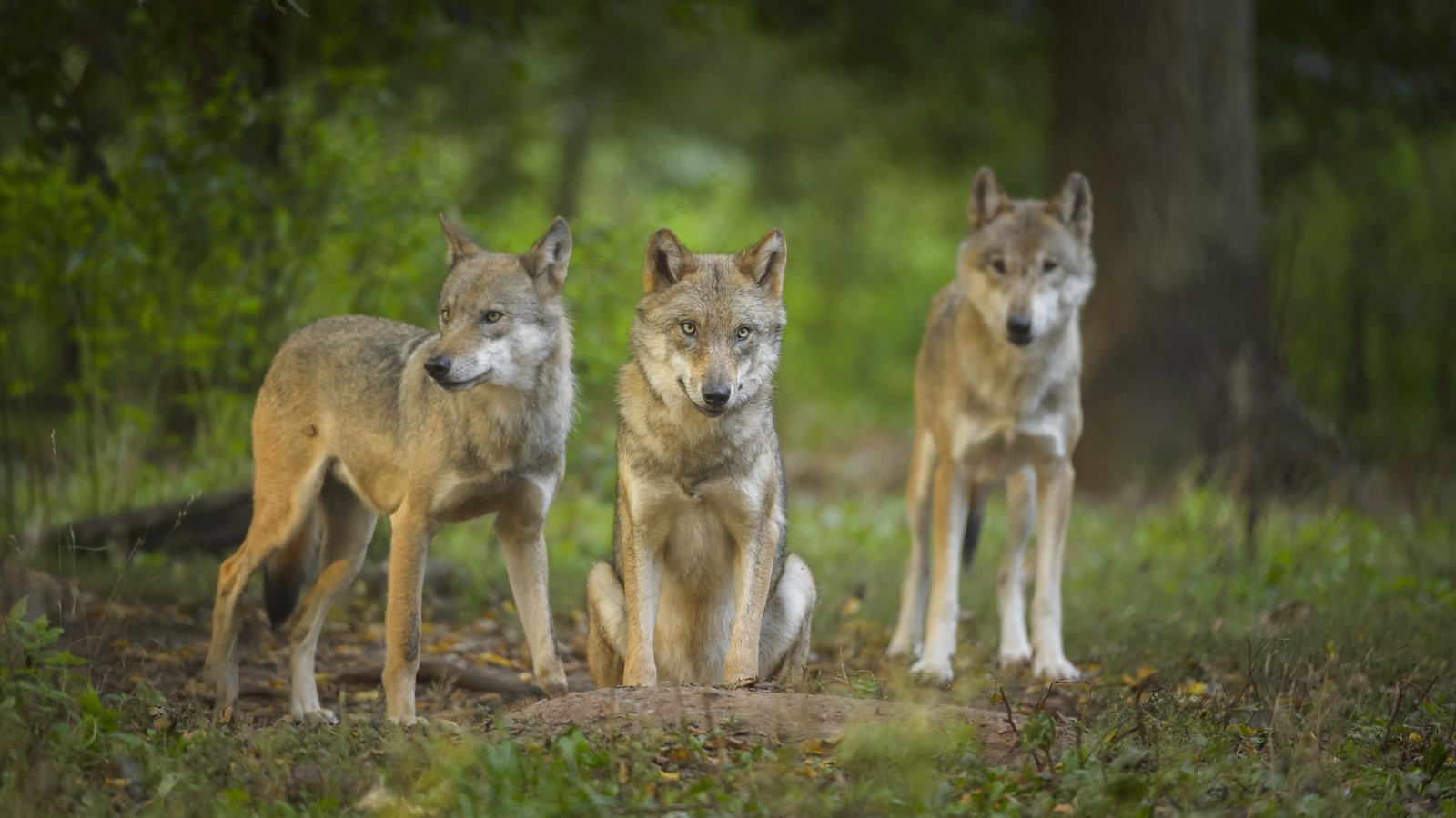 Why 40 wolves have shaken Danish politics