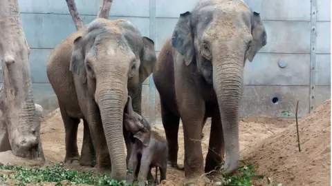 Blackpool Zoo One-month-old baby Zaiya reaches up with her trunk to her mother