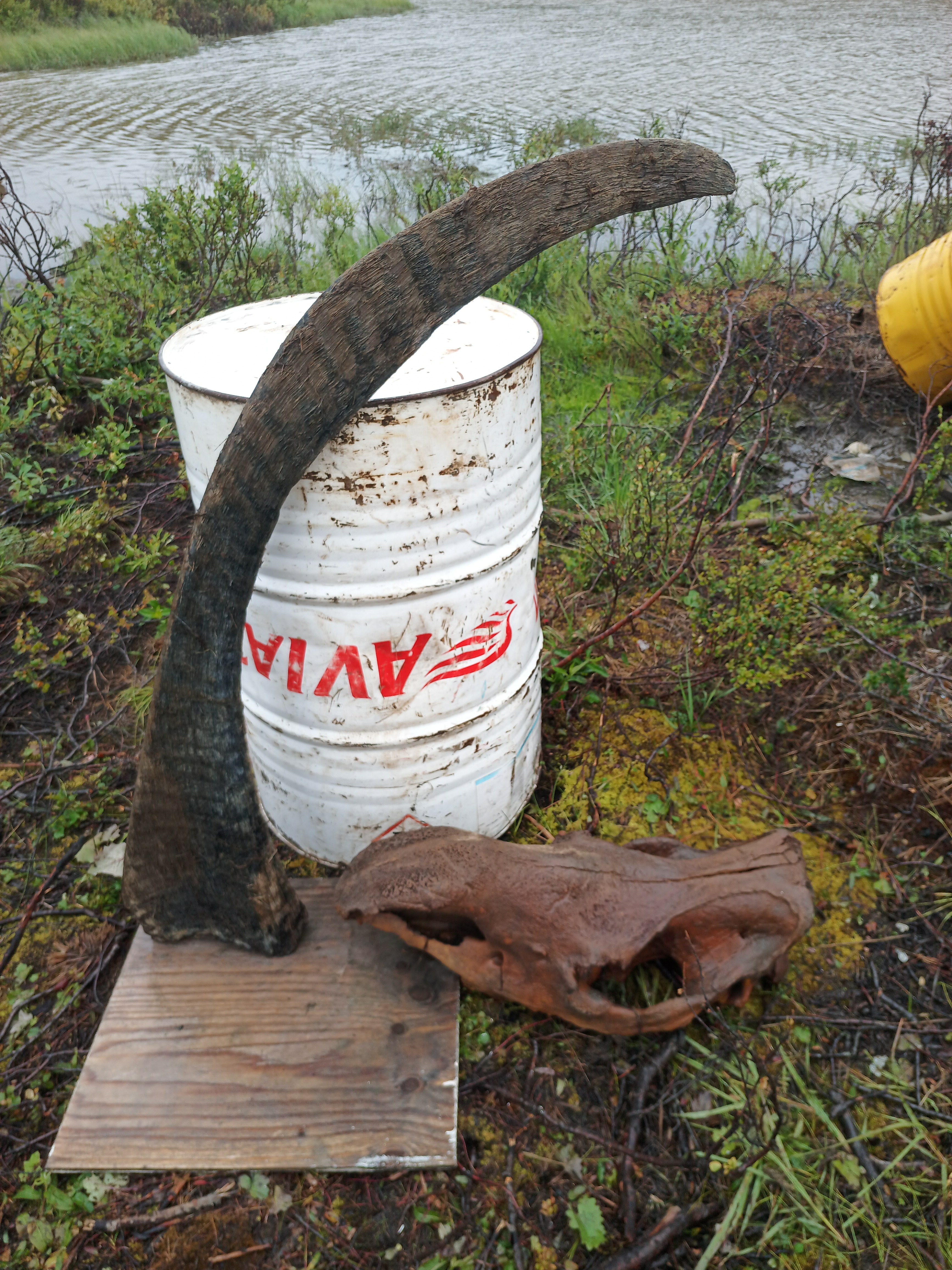 A photo of the record-breaking horn shortly after its discovery in the permafrost of Yakutia.
