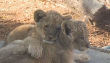 Now you can see the 4 lion cubs in person at the Denver Zoo Conservation Alliance