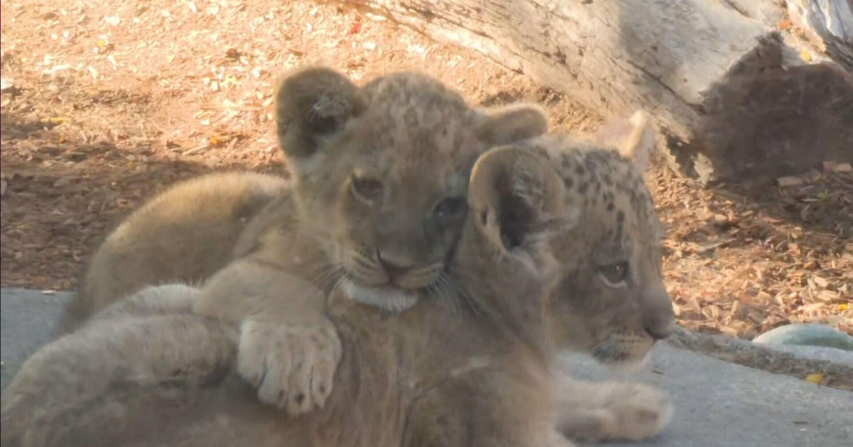 Now you can see the 4 lion cubs in person at the Denver Zoo Conservation Alliance