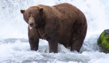 Chunk, a 1,200-pound bear with a broken jaw, wins Alaska's popular Fat Bear Week contest