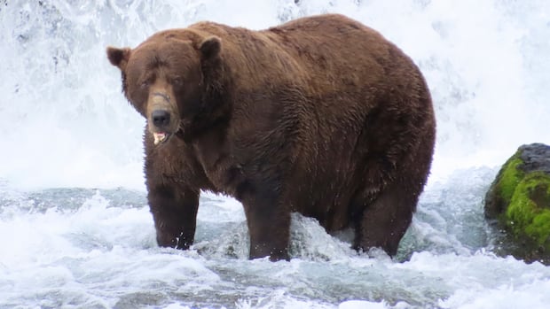 Chunk, a 1,200-pound bear with a broken jaw, wins Alaska's popular Fat Bear Week contest