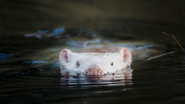 Rare white beaver wows Ottawa-area wildlife watchers