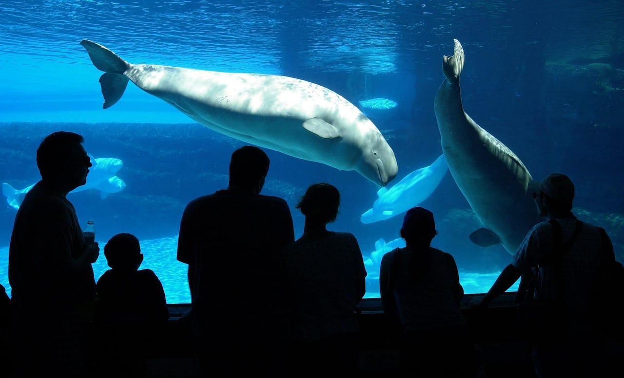 black silouettes of people in front of a blue tank of water where white beluga whales swim