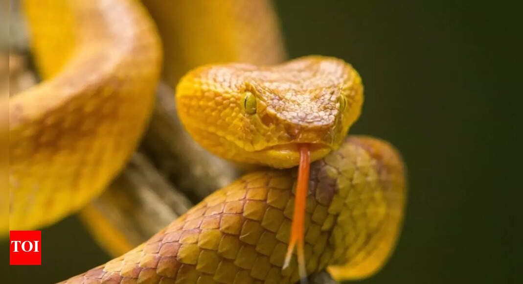 This snake island in Brazil is home to over 4,000 golden lancehead vipers and their deadly, life-saving venom |