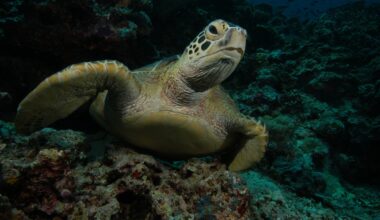 Green turtle rescued from brink of extinction
