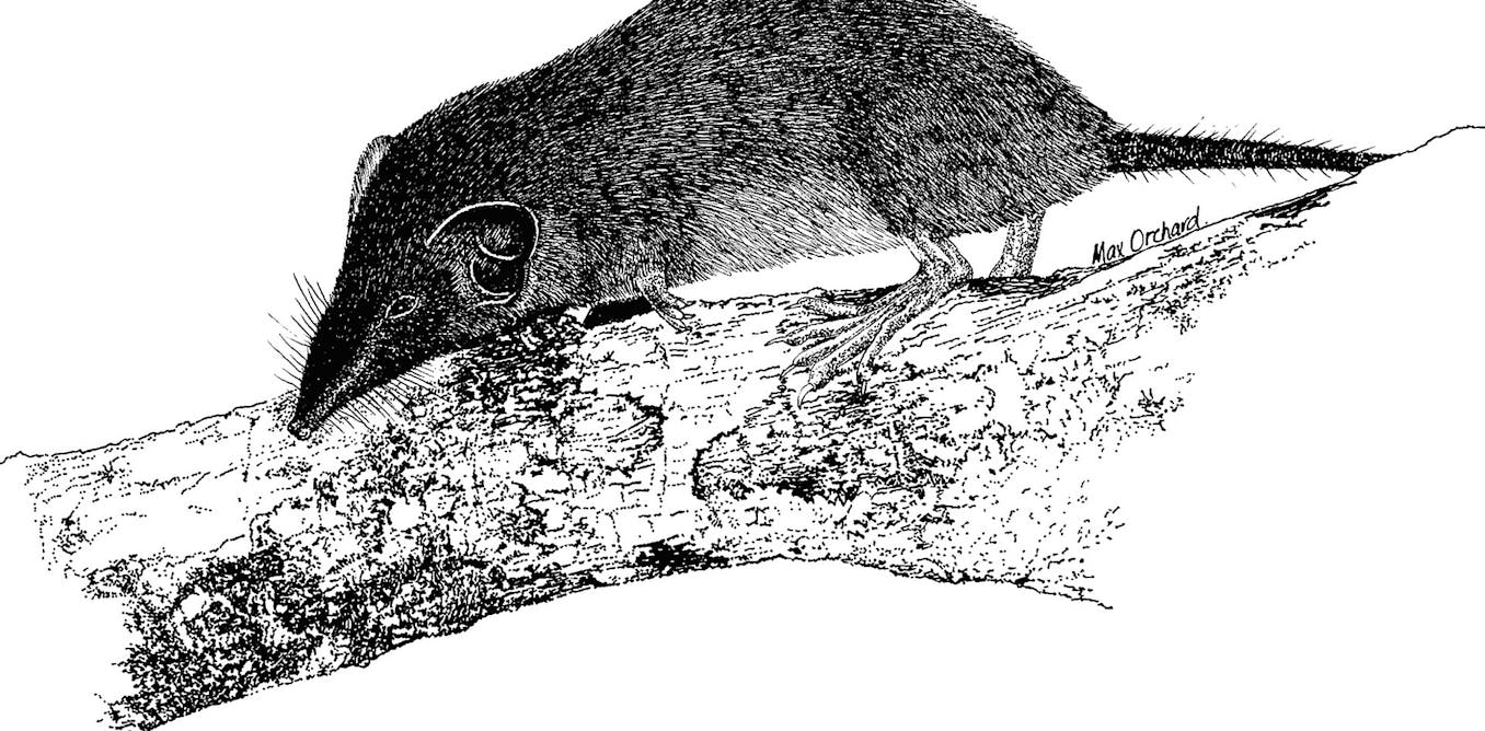 Australia’s only shrew declared extinct