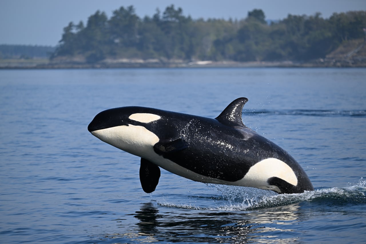 A whale jumps out of the ocean. 