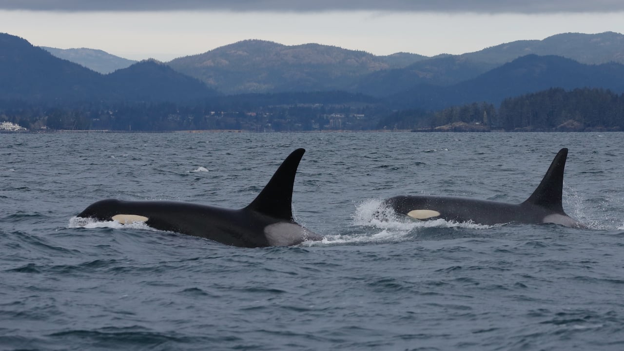 Two orcas are peeking out of the waves.