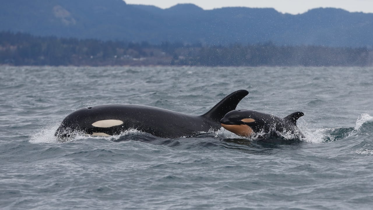 Two whales are pictured in the ocean. 