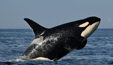 Southern resident killer whales show signs of slow decline toward disappearance