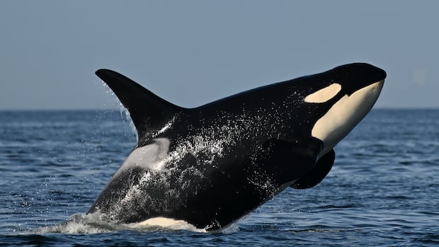 Southern resident killer whales show signs of slow decline toward disappearance