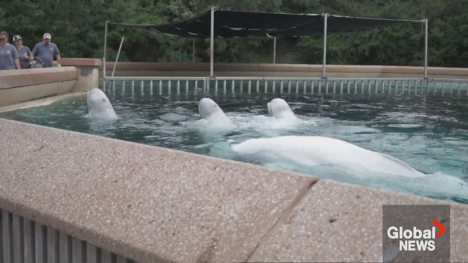 Click to play video: 'Another beluga dies at Marineland. Ontario saying little on 4-year probe into park'