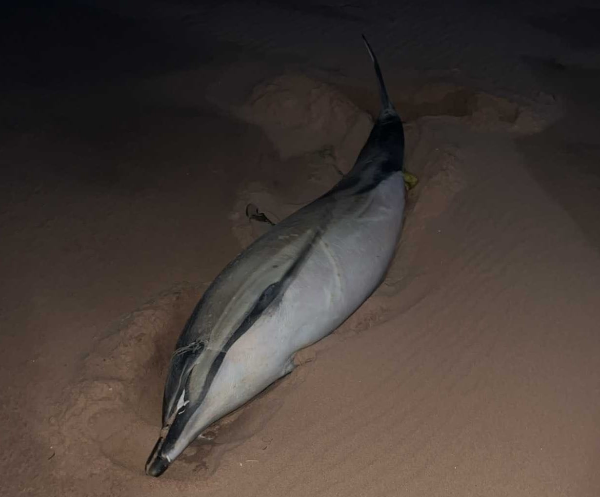 A dolphin lays on its side in the sand on a beach.
