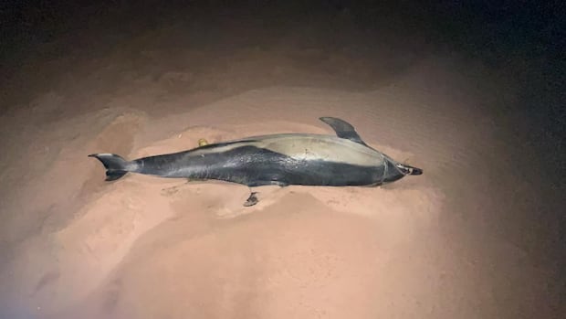 Dolphin found stranded on P.E.I.'s North Shore dies