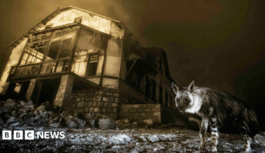 A creative abstract photo showing colourful blurred circular shapes in red, blue, yellow, and orange against a black background. In the centre, the silhouette of a spider is visible, appearing to float within one of the glowing shapes.