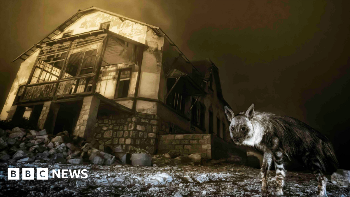 A creative abstract photo showing colourful blurred circular shapes in red, blue, yellow, and orange against a black background. In the centre, the silhouette of a spider is visible, appearing to float within one of the glowing shapes.