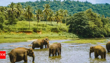 This Indian state has the highest elephant population in India |