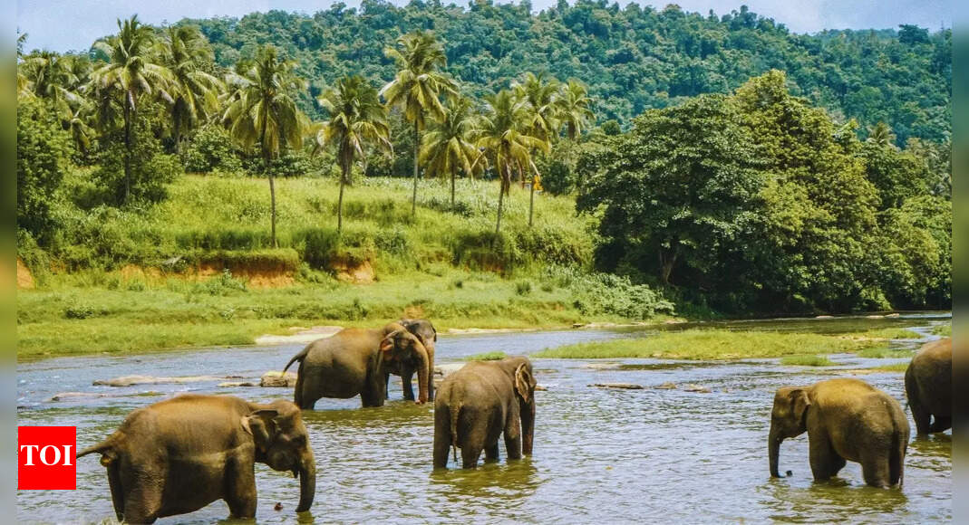 This Indian state has the highest elephant population in India |