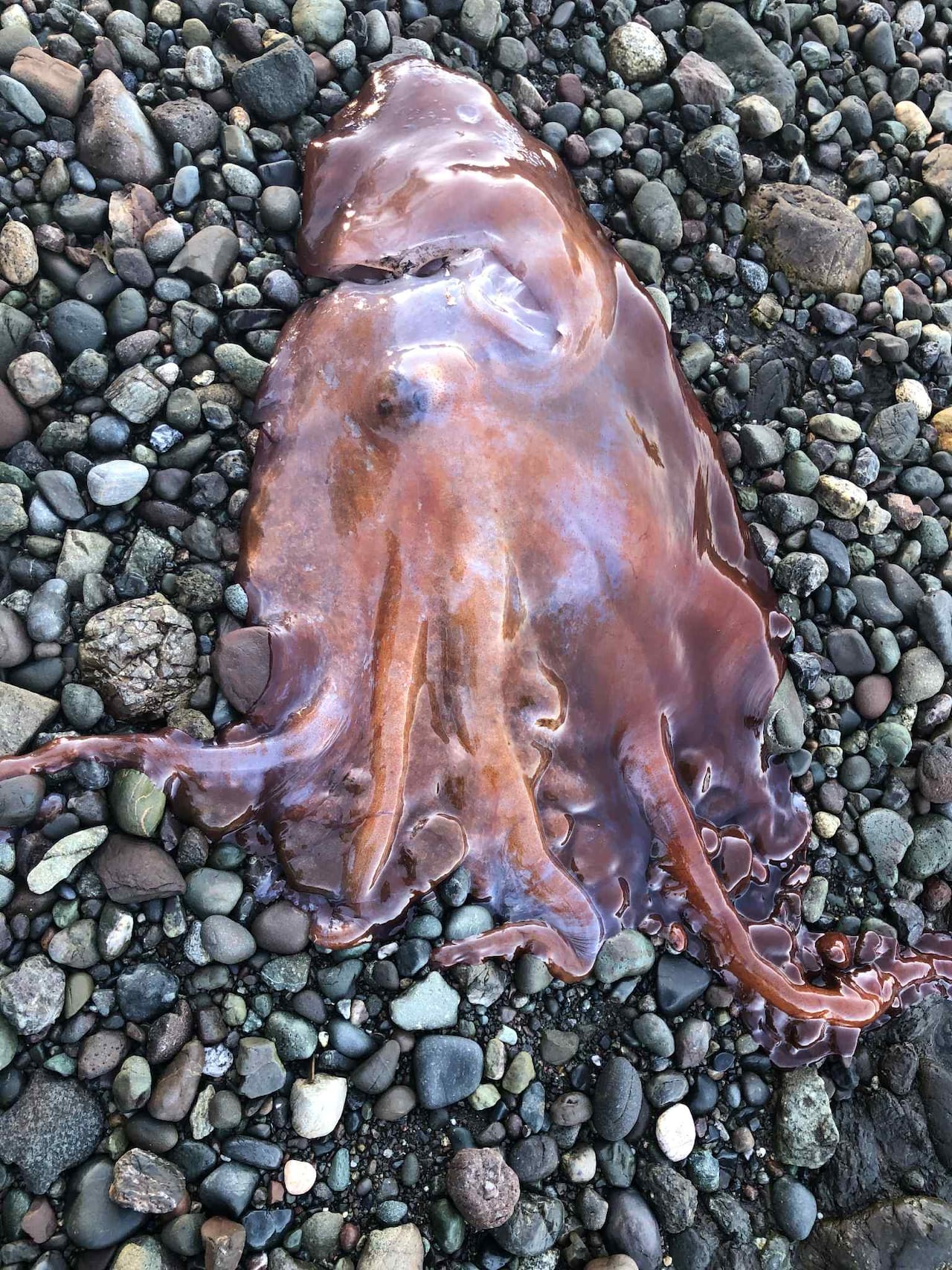 An alien-like octopus washed up on a rocky beach