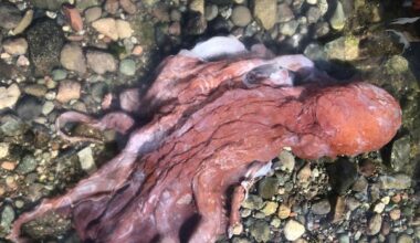 Rare 'septopus' believed to have been found on shore of B.C.'s Pender Island
