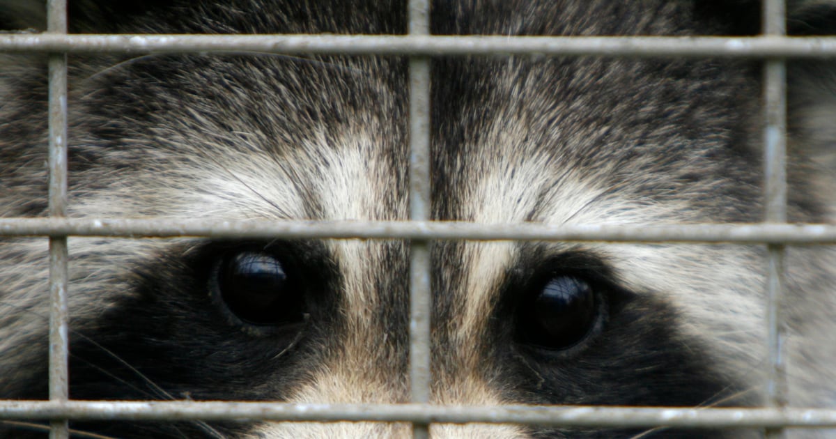 Raccoon rabies campaign to roll out in Quebec's Eastern Townships