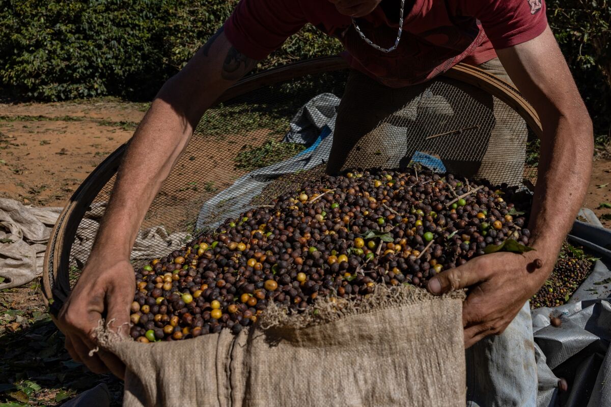Coffee Prices Reach Record as Trade and Supply Concerns Mount
