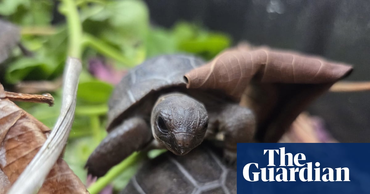 Baby giant tortoises thrive in Seychelles after first successful artificial incubation | Conservation