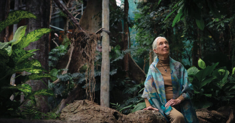 Jane Goodall’s lucid optimism - New Statesman