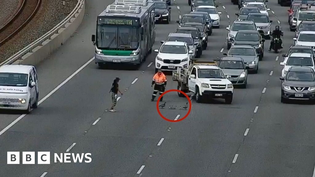 Duck family rescued from busy Australian motorway