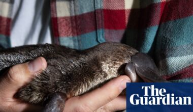 Many people go their whole lives without seeing a platypus in the wild. We just saw four in one night | Wildlife