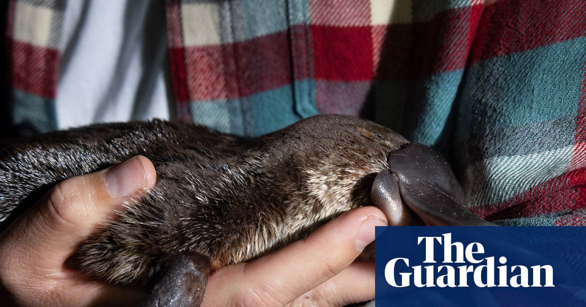 Many people go their whole lives without seeing a platypus in the wild. We just saw four in one night | Wildlife