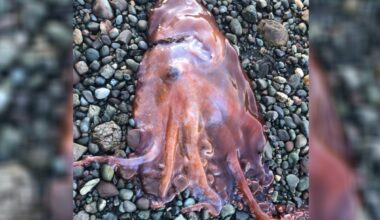 Right place, right tide: Rare 7-armed deep-sea octopus found on Pender Island