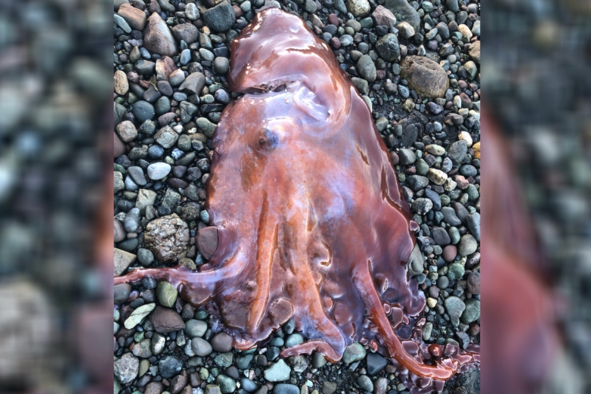 Right place, right tide: Rare 7-armed deep-sea octopus found on Pender Island