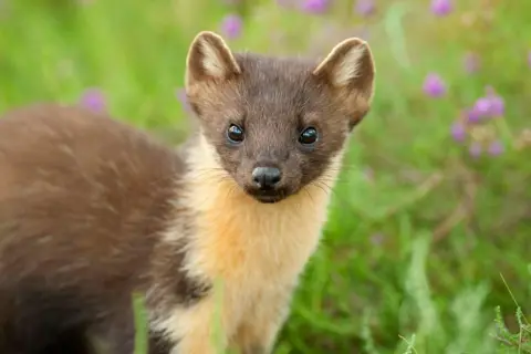 Terry Whittaker/2020Vision A brown and white mammal in a field. It has a long, stoat-line snout.