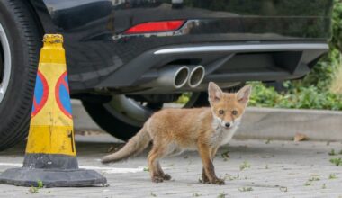 Foxes got into my car. That was the beginning of the nightmare