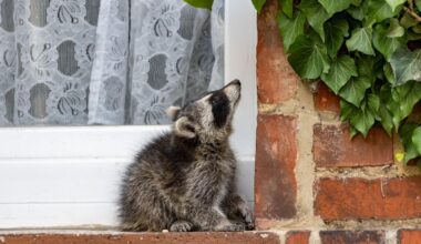 Sterilising ‘Nazi’ raccoons? That’s inhumane, say hunters