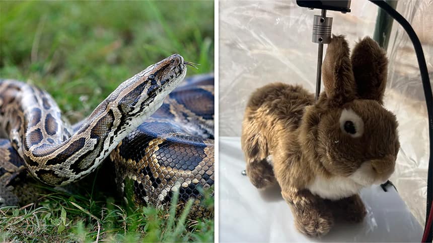 Left, a large python in the grass. Right, a real-looking rabbit. 