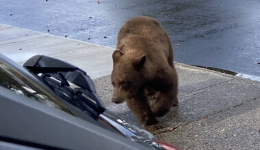A bear was spotted near Seaton and Harwood schools over the weekend. (Jennifer Smith - Morning Star)