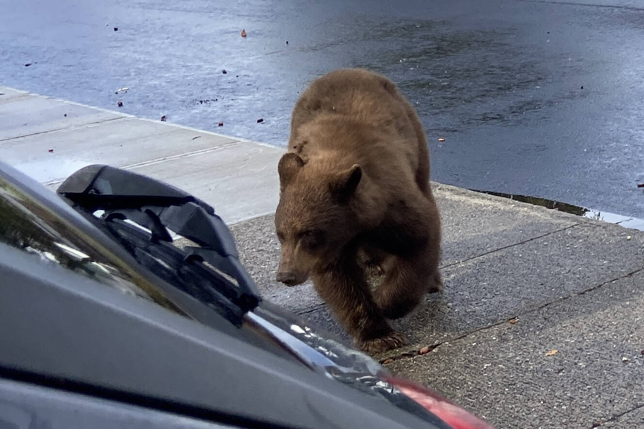 A bear was spotted near Seaton and Harwood schools over the weekend. (Jennifer Smith - Morning Star)