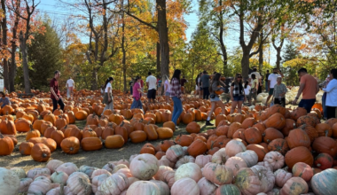 High temperature record for Ottawa broken on Sunday - CTV News