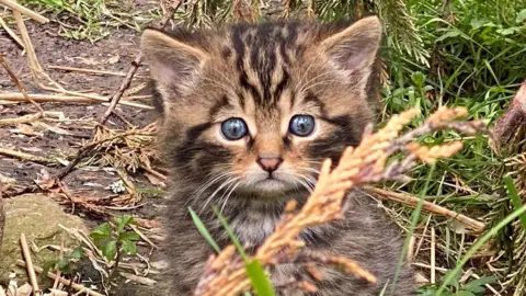 Saving Wildcats A kitten is fluffy with light brown fur and black stripes. It has large green eyes, which are fixed on the camera.