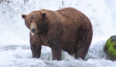 Fat Bear Week 2025 crowns bear 32 ‘Chunk’ the winner