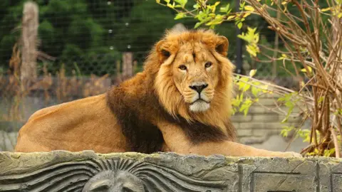 Jimmy's Farm and Wildlife Park A large Asiatic lion relaxing on a stone block at a reserve. It is looking directly into the camera.