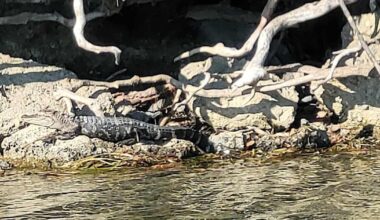 Sunbathing alligator near Canada-U.S. border finds new home after rescue in Detroit River - Inside Halton