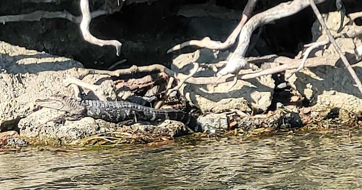 Sunbathing alligator near Canada-U.S. border finds new home after rescue in Detroit River - Inside Halton